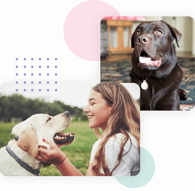 Beginner & Intermediate Classes San Diego Bella Woof