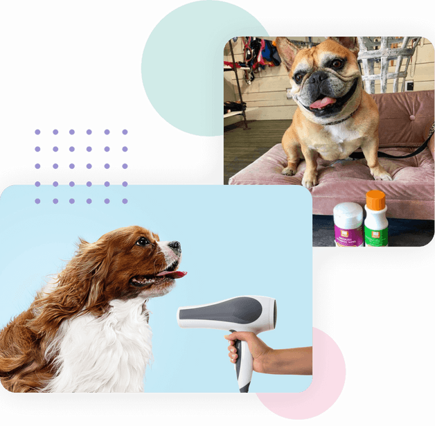 Professional Dog Grooming San Diego Bella Woof