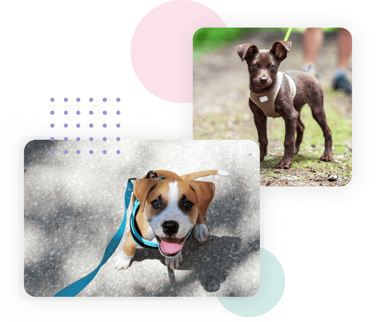 San Diego Puppy Behavior Modification Classes